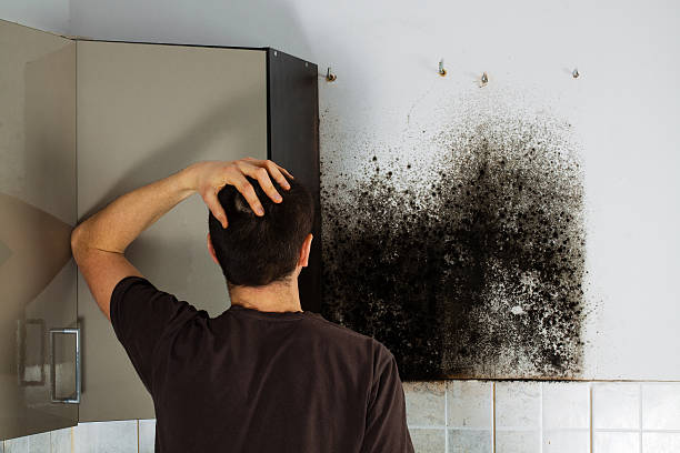 Best Mold Odor Removal Services  in Munising, MI